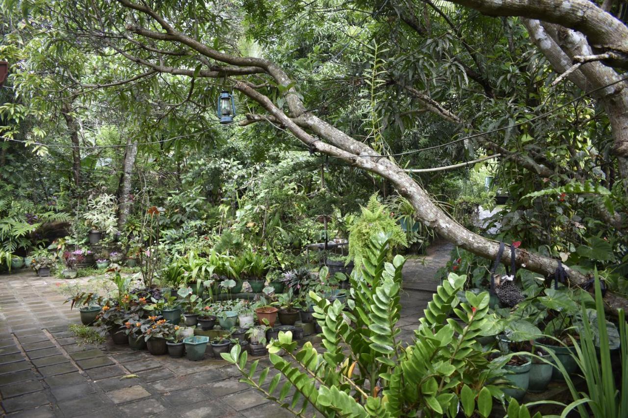 Sigiri Rock Side Home Stay Sigiriya Exterior foto